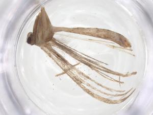  ( - CBG-A61308-H10)  @11 [ ] CreativeCommons - Attribution Share - Alike (2025) Centre for Biodiversity Genomics Centre for Biodiversity Genomics