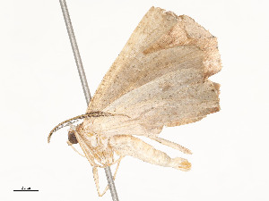  ( - CBG-A62888-C09)  @11 [ ] CreativeCommons - Attribution Share - Alike (2025) CBG Photography Group Centre for Biodiversity Genomics