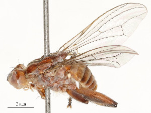  ( - CBG-A62889-D11)  @11 [ ] CreativeCommons - Attribution Share - Alike (2025) CBG Photography Group Centre for Biodiversity Genomics
