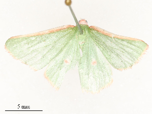 ( - CBG-A62890-A04)  @11 [ ] CreativeCommons - Attribution Share - Alike (2025) CBG Photography Group Centre for Biodiversity Genomics
