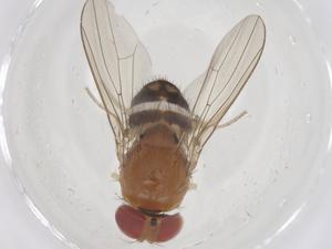  (Leucophenga albofasciata - CBG-B01168-B04)  @11 [ ] CreativeCommons - Attribution Share - Alike (2025) Centre for Biodiversity Genomics Centre for Biodiversity Genomics
