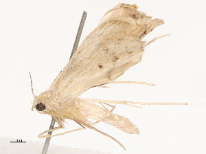  ( - CBG-B04683-D08)  @11 [ ] CreativeCommons - Attribution Share - Alike (2025) CBG Photography Group Centre for Biodiversity Genomics