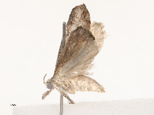  ( - CBG-B04683-D10)  @11 [ ] CreativeCommons - Attribution Share - Alike (2025) CBG Photography Group Centre for Biodiversity Genomics