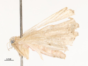  ( - CBG-B04792-G03)  @11 [ ] CreativeCommons - Attribution Share - Alike (2025) CBG Photography Group Centre for Biodiversity Genomics