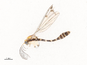  ( - CBG-B04792-H01)  @11 [ ] CreativeCommons - Attribution Share - Alike (2025) CBG Photography Group Centre for Biodiversity Genomics