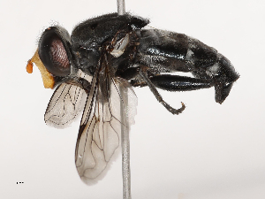  ( - CBG-B04793-A01)  @11 [ ] CreativeCommons - Attribution Share - Alike (2025) CBG Photography Group Centre for Biodiversity Genomics