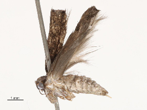  ( - CBG-B04793-D10)  @11 [ ] CreativeCommons - Attribution Share - Alike (2025) CBG Photography Group Centre for Biodiversity Genomics