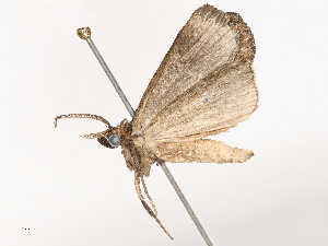  ( - CBG-B04793-G01)  @11 [ ] CreativeCommons - Attribution Share - Alike (2025) CBG Photography Group Centre for Biodiversity Genomics