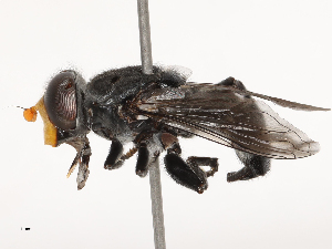  ( - CBG-B04800-B01)  @11 [ ] CreativeCommons - Attribution Share - Alike (2025) CBG Photography Group Centre for Biodiversity Genomics