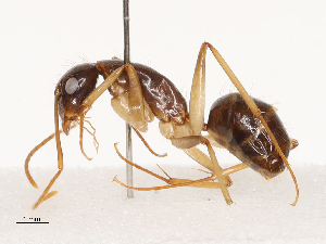  ( - CBG-B04800-C11)  @11 [ ] CreativeCommons - Attribution Share - Alike (2025) CBG Photography Group Centre for Biodiversity Genomics