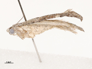  ( - CBG-B04800-E08)  @11 [ ] CreativeCommons - Attribution Share - Alike (2025) CBG Photography Group Centre for Biodiversity Genomics