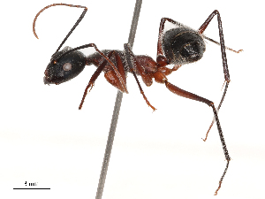  (Camponotus intrepidus - CBG-B19162-C04)  @11 [ ] CreativeCommons - Attribution Share - Alike (2025) CBG Photography Group Centre for Biodiversity Genomics