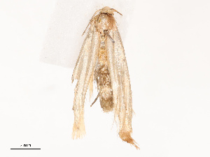  ( - CBG-B19163-C05)  @11 [ ] CreativeCommons - Attribution Share - Alike (2025) CBG Photography Group Centre for Biodiversity Genomics