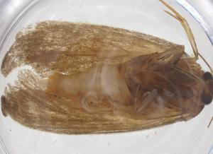  ( - CBG-B22560-H10)  @11 [ ] CreativeCommons - Attribution Share - Alike (2025) Centre for Biodiversity Genomics Centre for Biodiversity Genomics