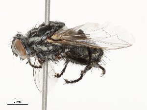  ( - CBG-A62891-B02)  @11 [ ] CreativeCommons - Attribution Share - Alike (2025) CBG Photography Group Centre for Biodiversity Genomics