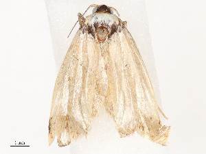  ( - CBG-A62892-A02)  @11 [ ] CreativeCommons - Attribution Share - Alike (2025) CBG Photography Group Centre for Biodiversity Genomics