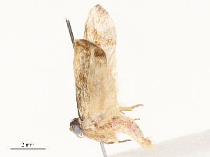  ( - CBG-A62909-C12)  @11 [ ] CreativeCommons - Attribution Share - Alike (2025) CBG Photography Group Centre for Biodiversity Genomics