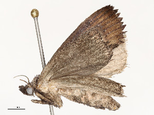 ( - CBG-A62911-C04)  @11 [ ] CreativeCommons - Attribution Share - Alike (2025) CBG Photography Group Centre for Biodiversity Genomics