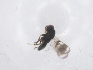  (Coelocybidae - CBG-A63686-C10)  @11 [ ] CreativeCommons - Attribution Share - Alike (2025) Centre for Biodiversity Genomics Centre for Biodiversity Genomics