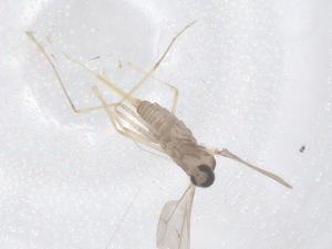 (Contarinia jongi - CBG-A63695-C10)  @11 [ ] CreativeCommons - Attribution Share - Alike (2025) Centre for Biodiversity Genomics Centre for Biodiversity Genomics