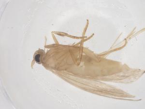  ( - CBG-B00128-C06)  @11 [ ] CreativeCommons - Attribution Share - Alike (2025) Centre for Biodiversity Genomics Centre for Biodiversity Genomics