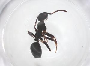  (Camponotus gasseri - CBG-B00128-E01)  @11 [ ] CreativeCommons - Attribution Share - Alike (2025) Centre for Biodiversity Genomics Centre for Biodiversity Genomics