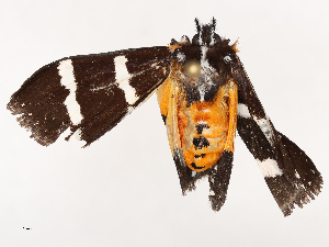  ( - CBG-B00178-A11)  @11 [ ] CreativeCommons - Attribution Share - Alike (2025) CBG Photography Group Centre for Biodiversity Genomics