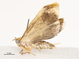  ( - CBG-B00178-E01)  @11 [ ] CreativeCommons - Attribution Share - Alike (2025) CBG Photography Group Centre for Biodiversity Genomics