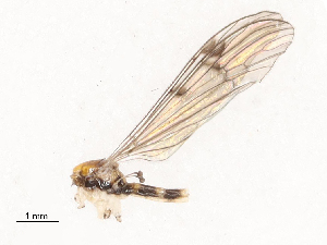  ( - CBG-B00178-H03)  @11 [ ] CreativeCommons - Attribution Share - Alike (2025) CBG Photography Group Centre for Biodiversity Genomics