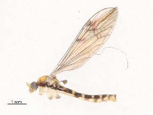  ( - CBG-B00178-H06)  @11 [ ] CreativeCommons - Attribution Share - Alike (2025) CBG Photography Group Centre for Biodiversity Genomics
