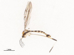  ( - CBG-B00178-H07)  @11 [ ] CreativeCommons - Attribution Share - Alike (2025) CBG Photography Group Centre for Biodiversity Genomics