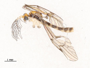  ( - CBG-B00178-H08)  @11 [ ] CreativeCommons - Attribution Share - Alike (2025) CBG Photography Group Centre for Biodiversity Genomics