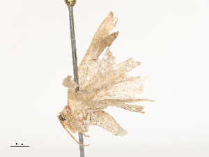  ( - CBG-B00185-B03)  @11 [ ] CreativeCommons - Attribution Share - Alike (2025) CBG Photography Group Centre for Biodiversity Genomics