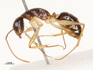  ( - CBG-B00185-D08)  @11 [ ] CreativeCommons - Attribution Share - Alike (2025) CBG Photography Group Centre for Biodiversity Genomics