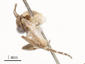  ( - CBG-B00194-F05)  @11 [ ] CreativeCommons - Attribution Share - Alike (2025) CBG Photography Group Centre for Biodiversity Genomics