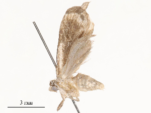  ( - CBG-B00194-F07)  @11 [ ] CreativeCommons - Attribution Share - Alike (2025) CBG Photography Group Centre for Biodiversity Genomics