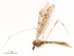  ( - CBG-B00194-G11)  @11 [ ] CreativeCommons - Attribution Share - Alike (2025) CBG Photography Group Centre for Biodiversity Genomics