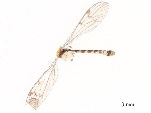  ( - CBG-B00194-H02)  @11 [ ] CreativeCommons - Attribution Share - Alike (2025) CBG Photography Group Centre for Biodiversity Genomics