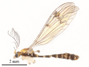  ( - CBG-B00194-H04)  @11 [ ] CreativeCommons - Attribution Share - Alike (2025) CBG Photography Group Centre for Biodiversity Genomics