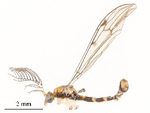  ( - CBG-B00194-H05)  @11 [ ] CreativeCommons - Attribution Share - Alike (2025) CBG Photography Group Centre for Biodiversity Genomics