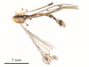 ( - CBG-B00194-H06)  @11 [ ] CreativeCommons - Attribution Share - Alike (2025) CBG Photography Group Centre for Biodiversity Genomics