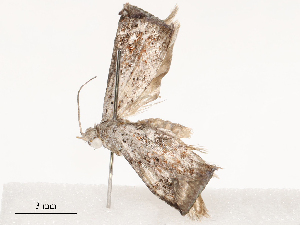  ( - CBG-B01801-B02)  @11 [ ] CreativeCommons - Attribution Share - Alike (2025) CBG Photography Group Centre for Biodiversity Genomics