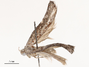  ( - CBG-B01801-B03)  @11 [ ] CreativeCommons - Attribution Share - Alike (2025) CBG Photography Group Centre for Biodiversity Genomics