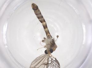  ( - CBG-B01839-E12)  @11 [ ] CreativeCommons - Attribution Share - Alike (2025) Centre for Biodiversity Genomics Centre for Biodiversity Genomics