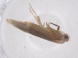  ( - CBG-B01840-G05)  @11 [ ] CreativeCommons - Attribution Share - Alike (2025) Centre for Biodiversity Genomics Centre for Biodiversity Genomics