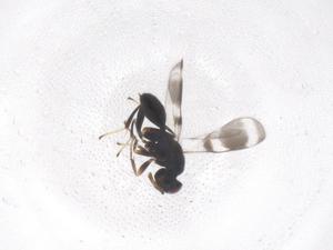  (Coelocybidae - CBG-B01869-F12)  @11 [ ] CreativeCommons - Attribution Share - Alike (2025) Centre for Biodiversity Genomics Centre for Biodiversity Genomics