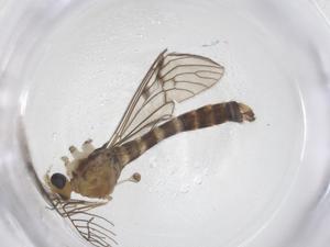  ( - CBG-B01943-C12)  @11 [ ] CreativeCommons - Attribution Share - Alike (2025) Centre for Biodiversity Genomics Centre for Biodiversity Genomics