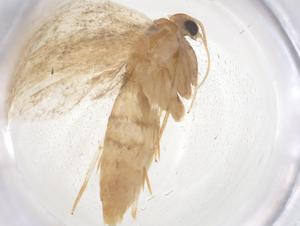  ( - CBG-B01943-F01)  @11 [ ] CreativeCommons - Attribution Share - Alike (2025) Centre for Biodiversity Genomics Centre for Biodiversity Genomics