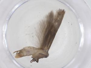  ( - CBG-B05212-B04)  @11 [ ] CreativeCommons - Attribution Share - Alike (2025) Centre for Biodiversity Genomics Centre for Biodiversity Genomics