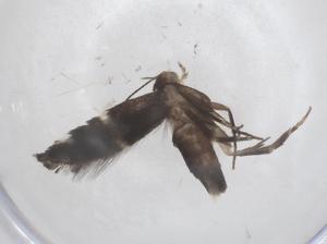  ( - CBG-B05212-E03)  @11 [ ] CreativeCommons - Attribution Share - Alike (2025) Centre for Biodiversity Genomics Centre for Biodiversity Genomics